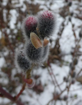 Salix Mt. Aso 180210.jpg