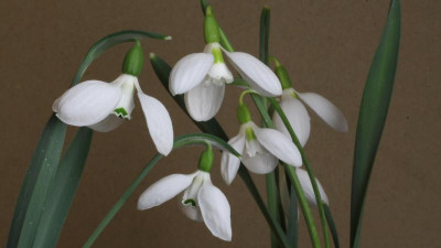 GidW - G gracilis monostictus.jpg