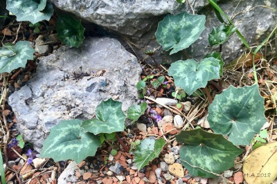Cyclamen rhodium ssp. vividum JJA 368.100_ 18-02-11.jpg