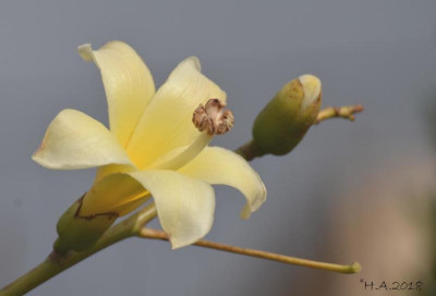 Ceiba chodatii_18-02.jpg