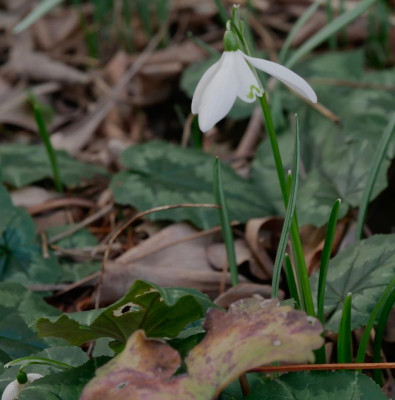 galanthus_lagodechianus.jpg