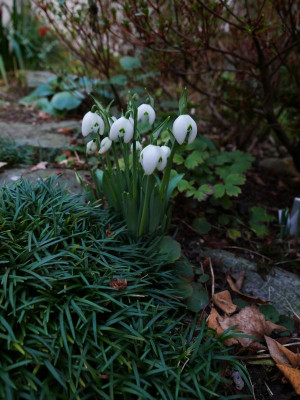 galanthus_ailwyn.JPG