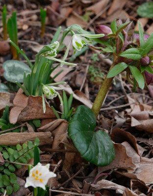 galanthus_walrus.jpg