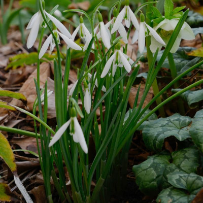 galanthus_wasp.jpg