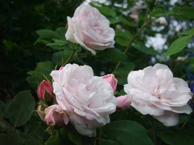 Perle_des_Blanches_Blueten_06_K.jpg