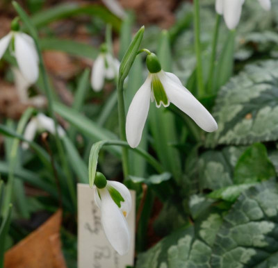galanthus_sally_pasmore.jpg