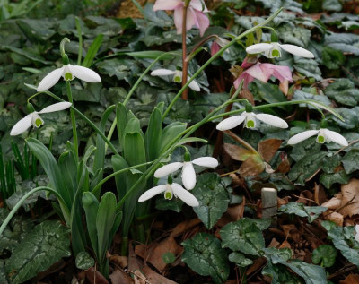 galanthus_comet.jpg