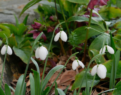 galanthus_melanie_broughton.jpg