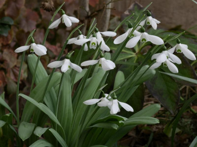 galanthus_lord_monostictus.JPG