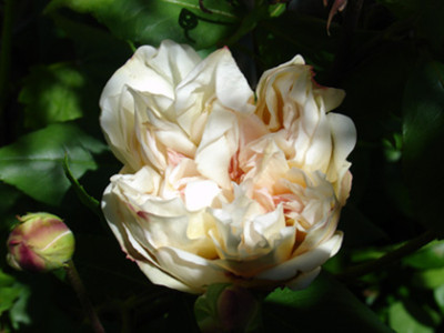 Desprez_a_Fleur_Jaune.jpg