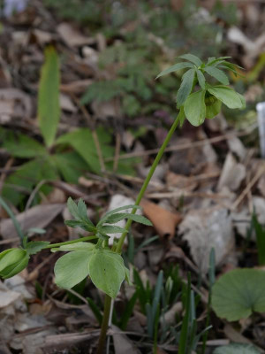 helleborus_multifidus_hercegovianus.JPG