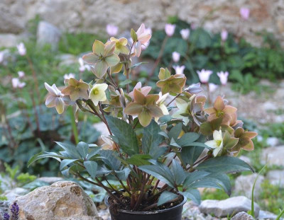 Helleborus_18-02.jpg