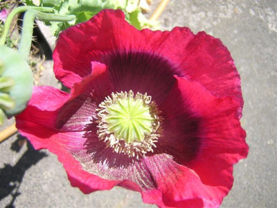 Roter_Mohn22.jpg