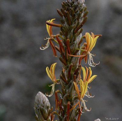 asphodeline lutea 2017.jpg