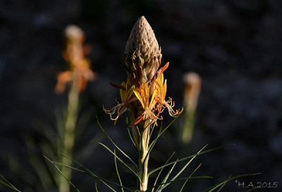 Asphodeline lutea_orange.jpg
