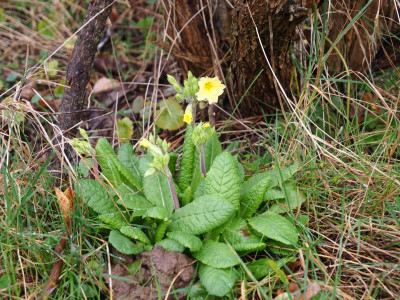 Primula veris P2040064.JPG