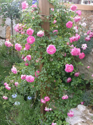 Alexandre_Girault_Rose_2006__T_28568.jpg