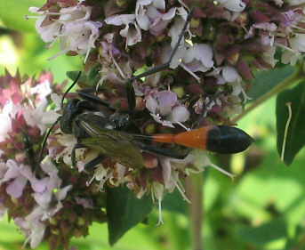 Ammophila_sabulosa_1_1_1_1.jpg