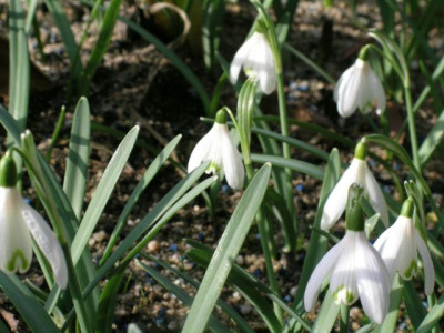 Neue_Schneeglockchen_-_Formen_047.jpg