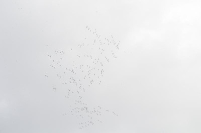 DSC_8426.JPG