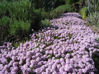 Thymus longicaulis  20080508 01.JPG