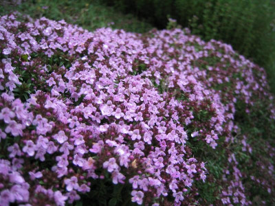 Thymus herba barona_20060526_02.JPG