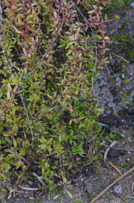 Thymus_longicaulis.18-1.jpg