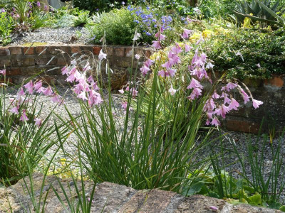 Dierama_P1010307.jpg