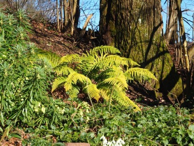 Polystichum aculeatum P2130080.JPG