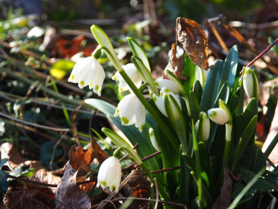 Leucojum vernum P2130075.JPG