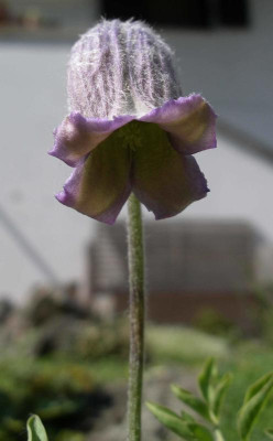 Clematis scottii.JPG