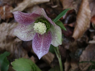 hellesaemling.img.JPG
