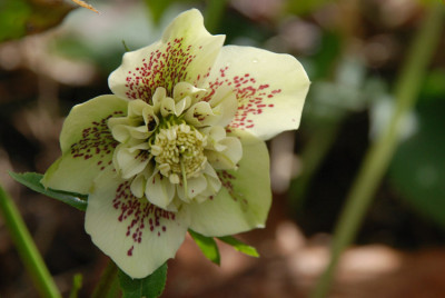 Heli-Anemone-Feb2807-k.jpg