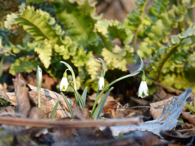 2018-02-14 Galanthus 'Trumps'.jpg