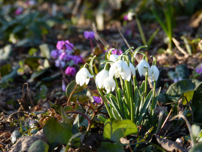 2018-02-14 Gartenimpressionen 1.jpg