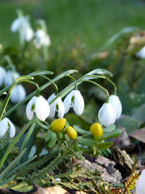 2018-02-14 Gartenimpressionen 6.jpg