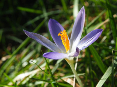Crocus tommassinianus P2130068.JPG