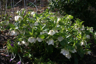Helleborus0407.jpg