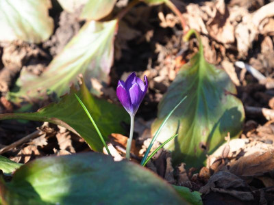 Crocus vernus P2130085.JPG