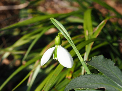 Galanthus 'Merlin' P2130077.JPG