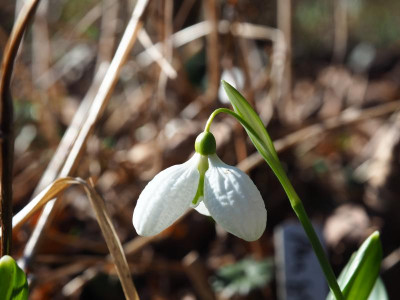 Galanthus plicatus 'Augustus' P2130074.JPG