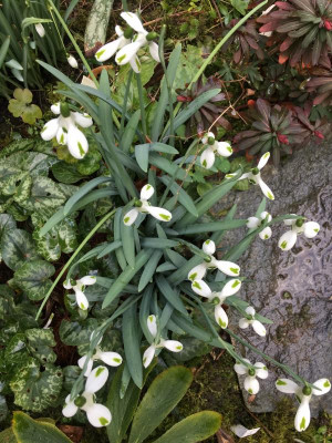 galanthus_trumps.JPG