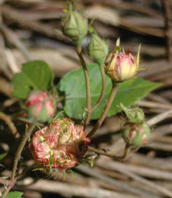 A9397a.JPG