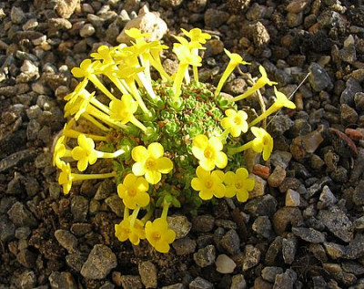 Dionysia_tapetodes_2007.jpg