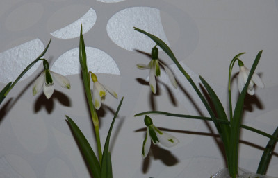 2018-02-15 Galanthus 1.jpg