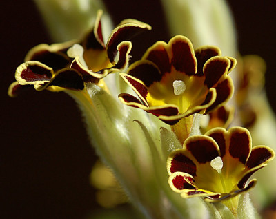 Primula-0207.jpg