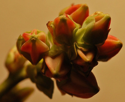 Blaubeere_0207.jpg