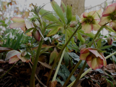 helleborus__schmiemann.jpg