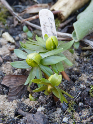 2018-02-14 Eranthis hyemalis 'Noel Ayres'.jpg