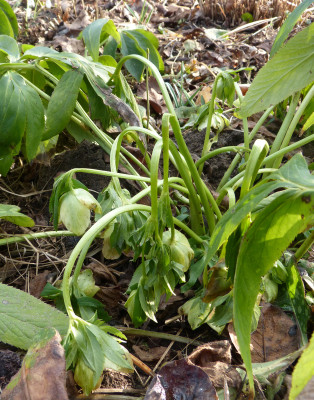 2018-02-16 Helleborus liguricus.jpg